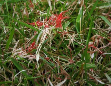 Identify and prevent Red Thread lawn disease with expert tips and treatment from GreenThumb.