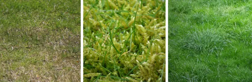 Three examples of common lawn issues: worn-out lawn with bare patches, moss-covered grass, and weed-infested turf.