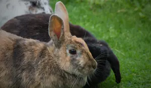 Rabbit eating grass on a lawn, illustrating how grazing animals can affect lawn condition and require special care