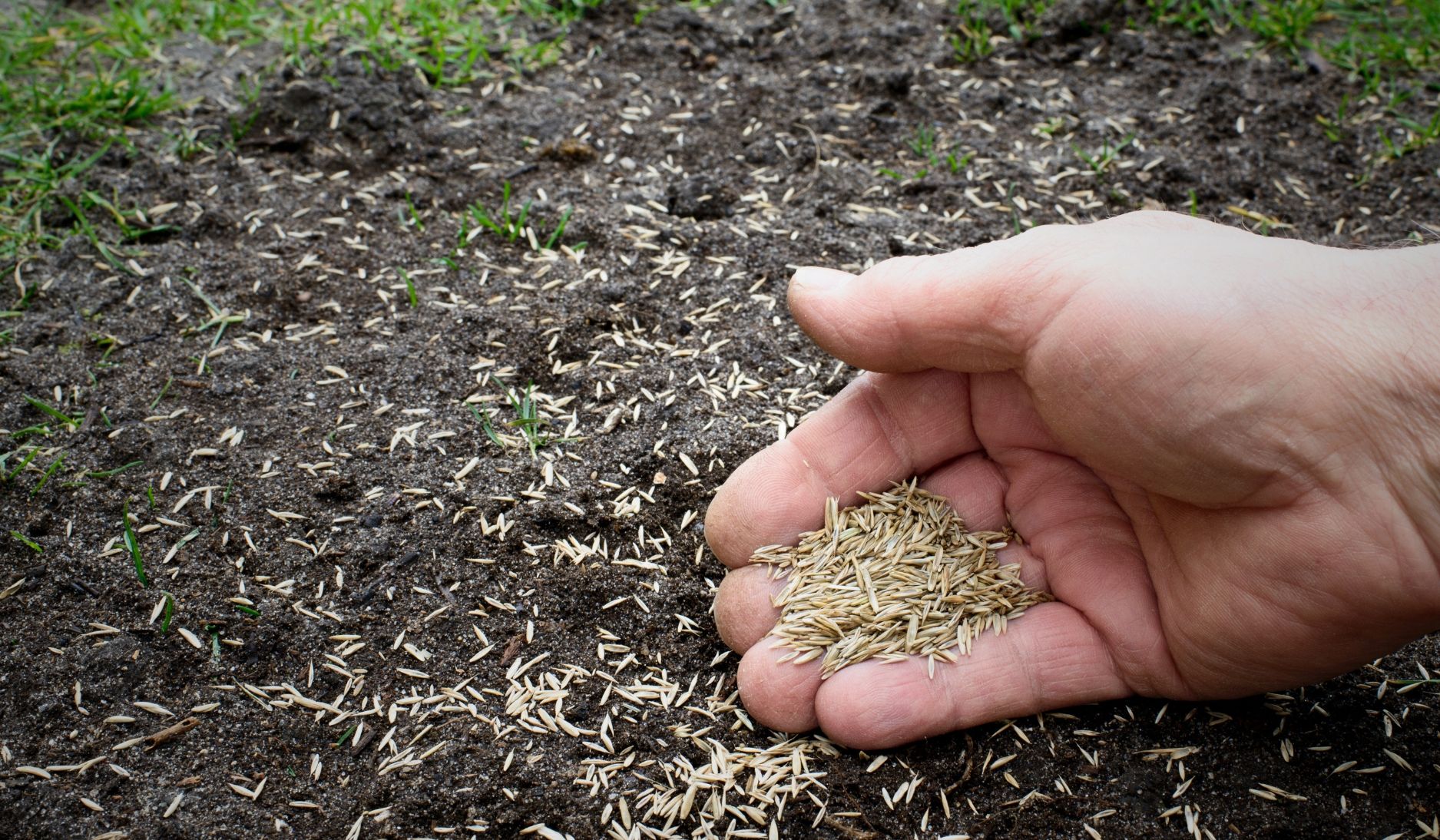 image of grass see in hand and being scattered onto soil