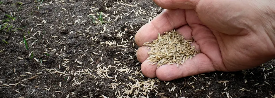 image of grass see in hand and being scattered onto soil