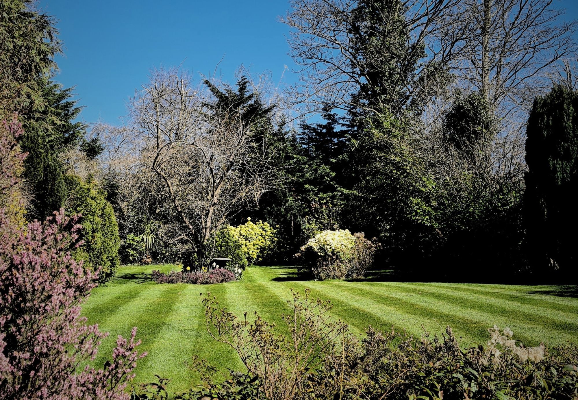 A neatly striped lawn surrounded by trees and spring shrubs under a blue sky
