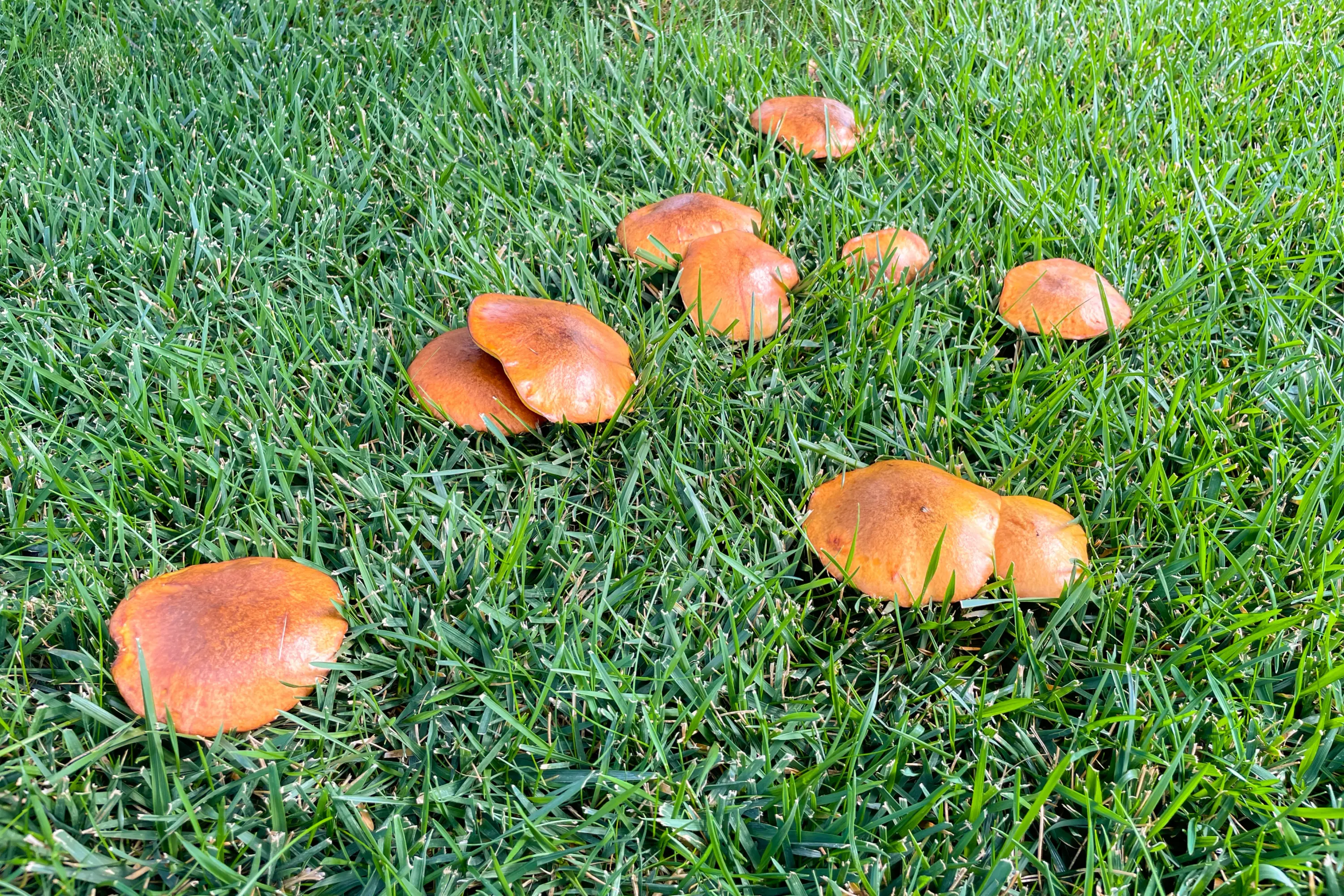 group of mushrooms growing in a lawn