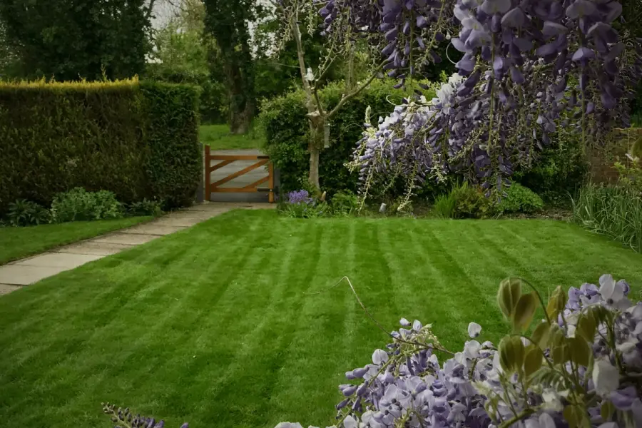 A lush, striped lawn framed by blooming wisteria and a wooden gate in the distance—showcasing a beautifully maintained garden space.
