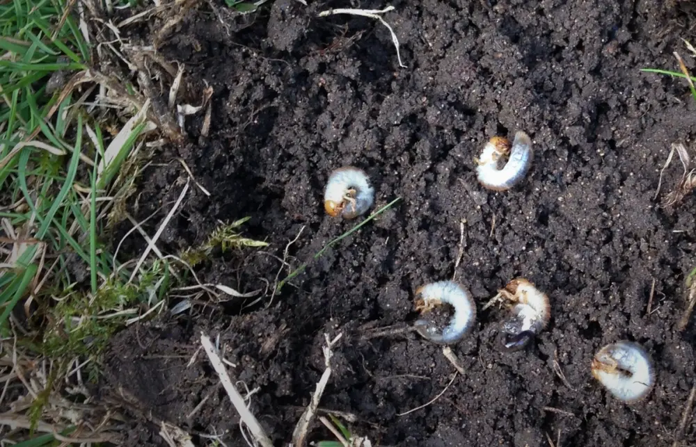 Close-up of a chafer grub in soil, commonly found feeding on grassroots and causing lawn damage.