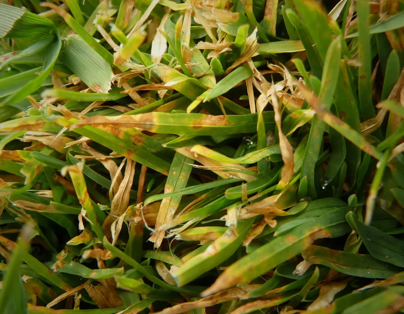 Why Lawns Turn Yellow: Common Causes