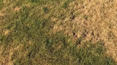 Dry and brown lawn showing signs of heat and drought stress