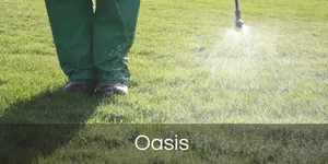 Oasis 