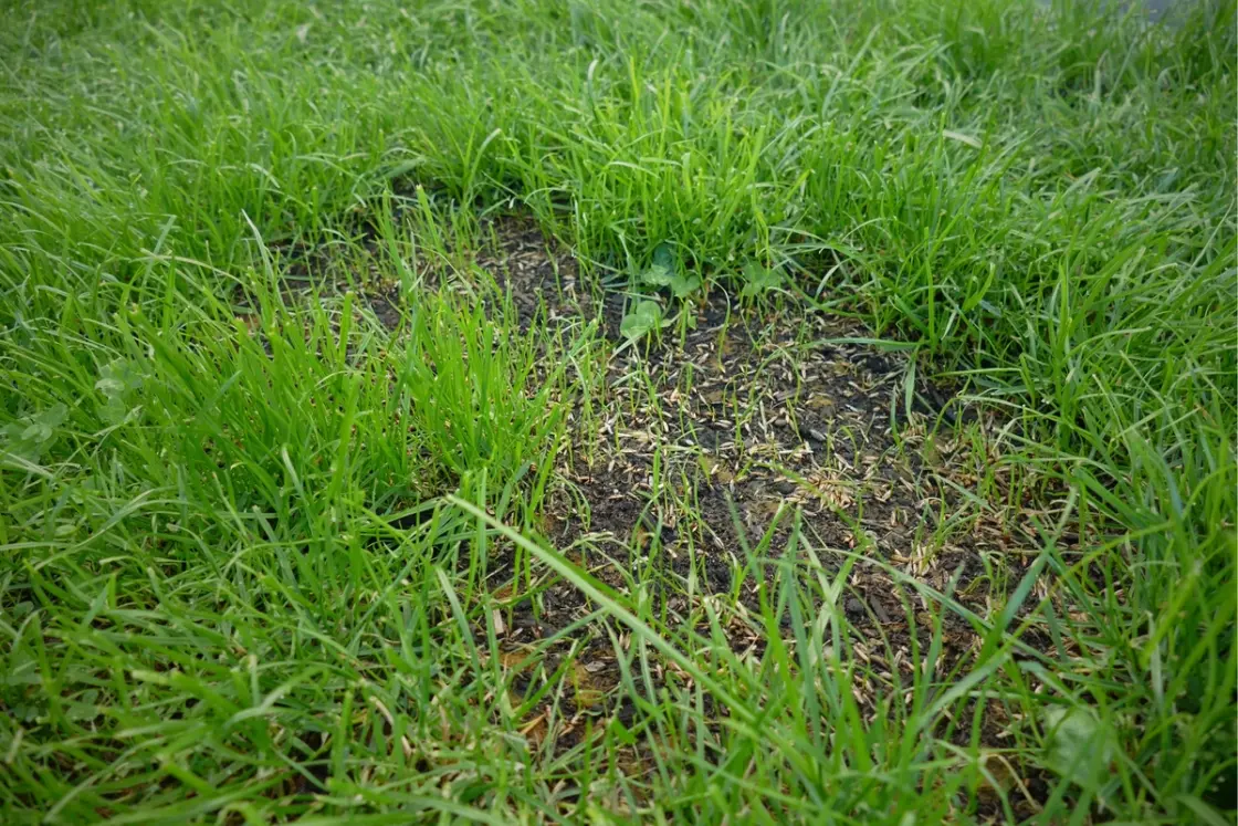 Lawn with bare patch surrounded by healthy grass, showing common turf damage and thinning.