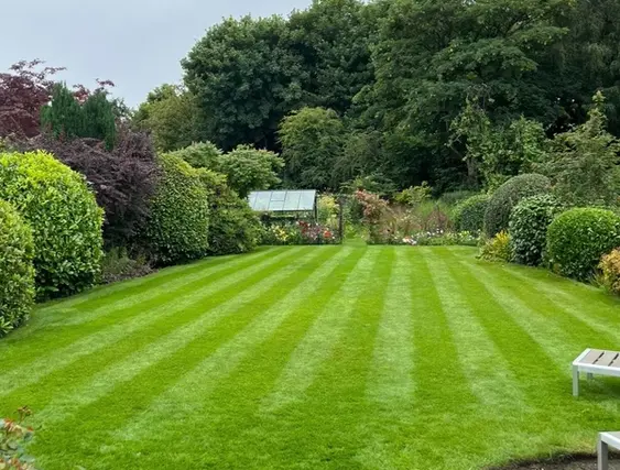 large green lawn treated by GreenThumb surrounded by plants and bushes