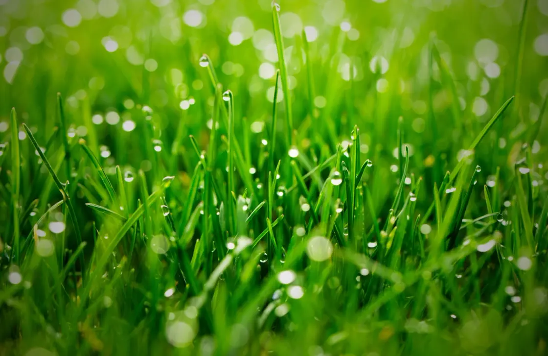 Close-up of healthy green grass, representing common lawn grass types found in the UK.