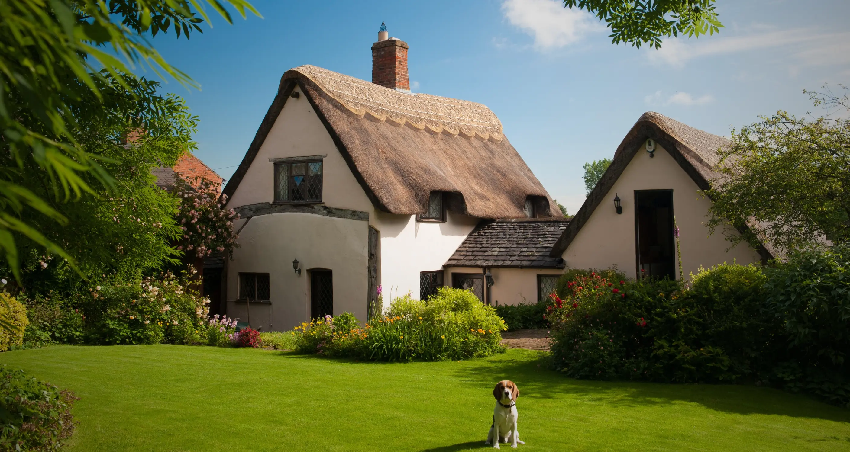 Traditional thatched cottage with a lush green lawn and a dog sitting in the foreground, surrounded by colourful garden borders on a sunny day.