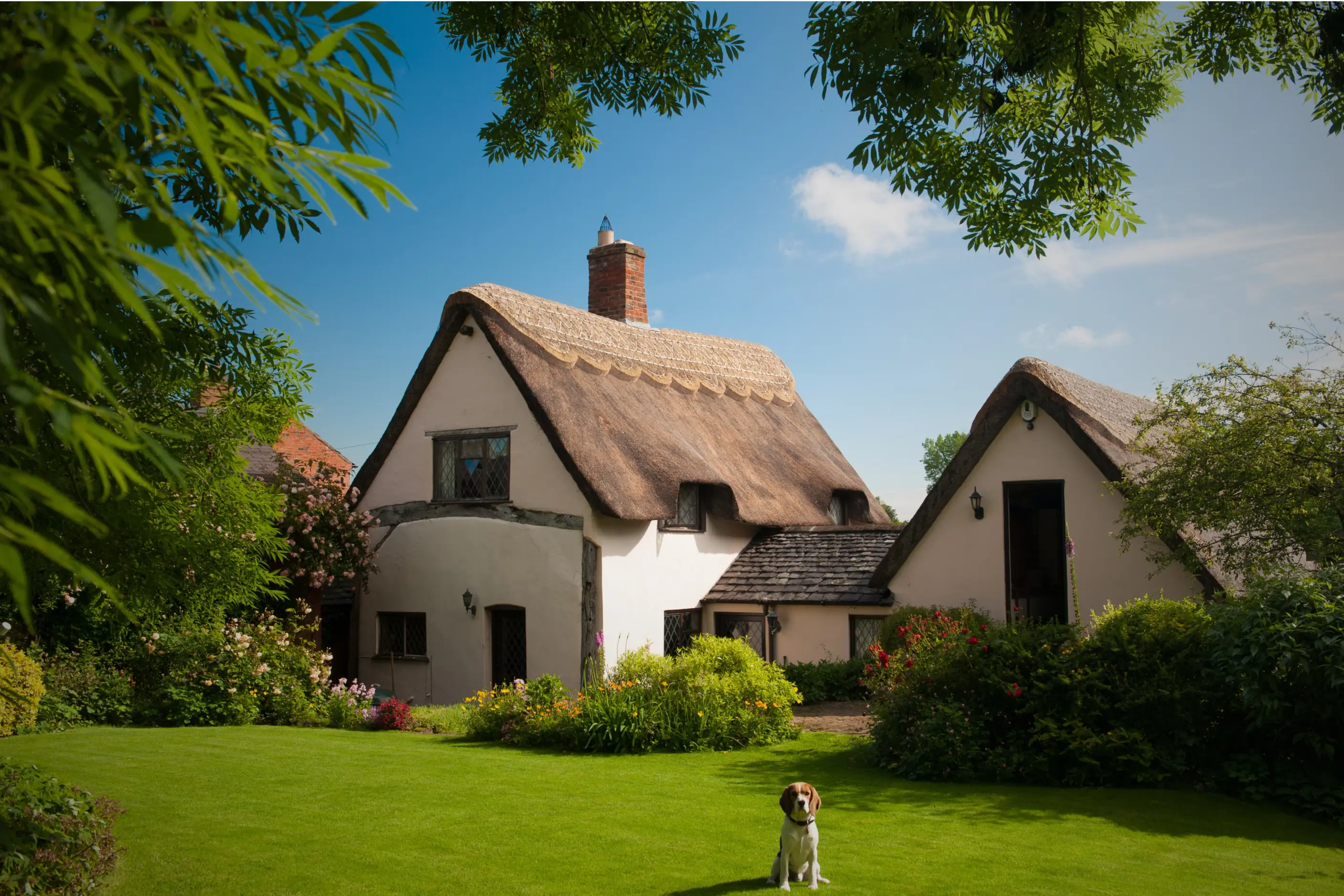 A well-kept lawn in front of a charming thatched-roof cottage, with colorful garden borders and a small dog sitting on the grass under a sunny blue sky.