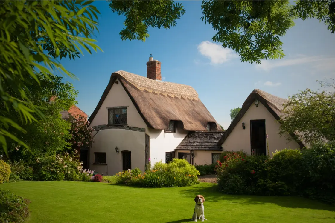 Dog on a tidy summer lawn in front of a thatched cottage with flowers and lush greenery.
