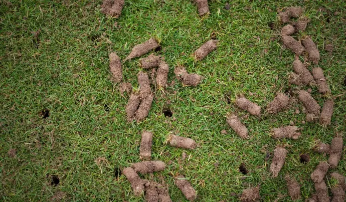Lawn showing hollow tine aeration cores after professional aeration treatment.
