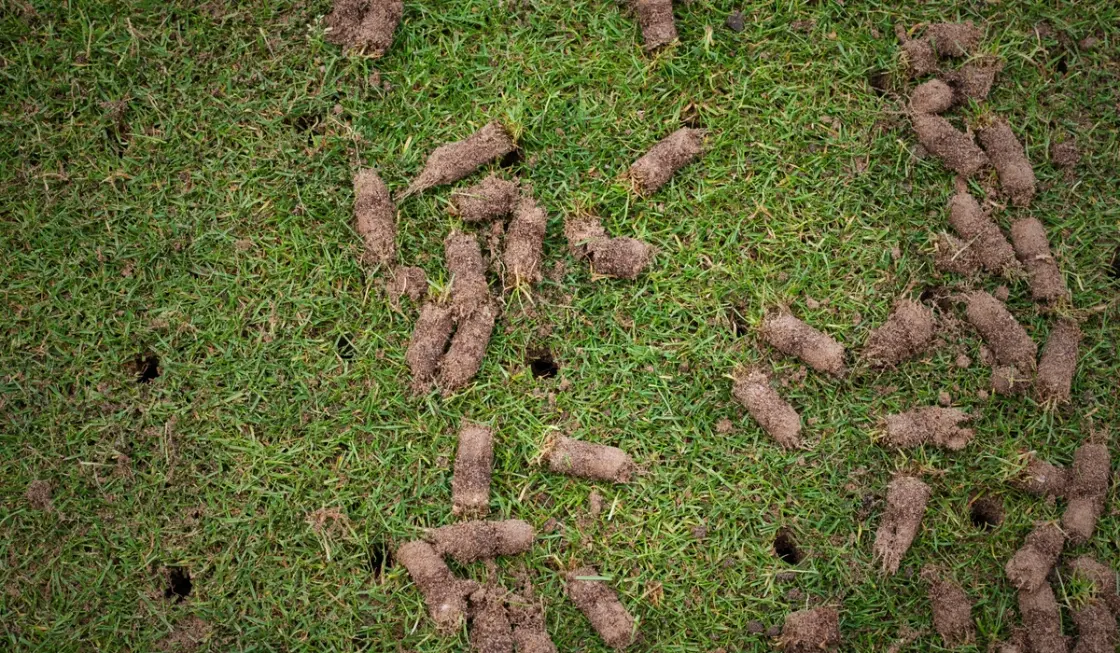 Lawn showing hollow tine aeration cores after professional aeration treatment.