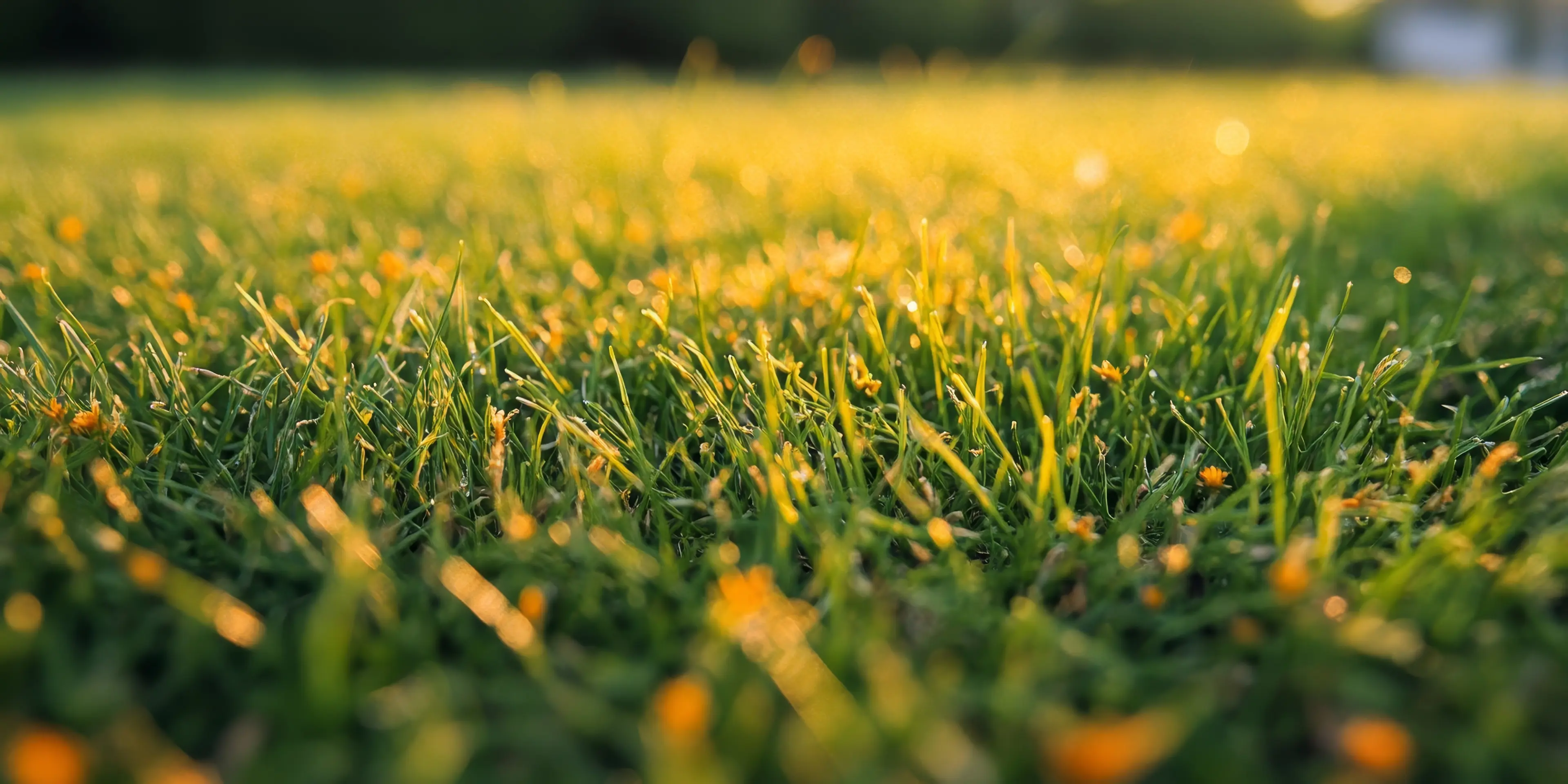 Visible orange and yellow spores on grass blades—a common sign of lawn rust affecting overall lawn health and appearance.