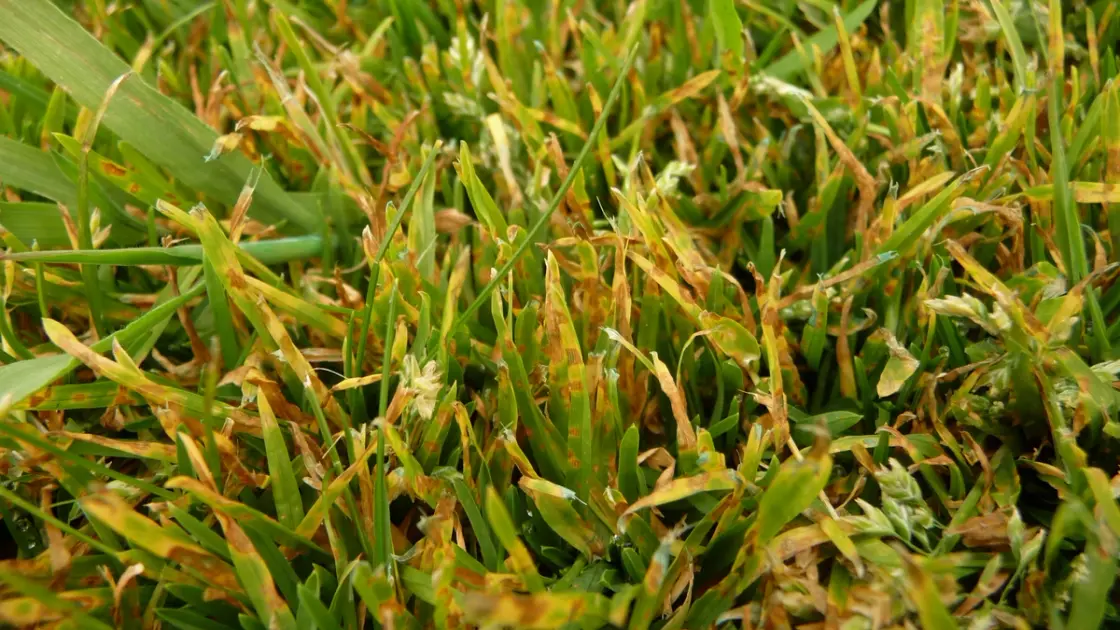 Lawn grass affected by leaf spot disease showing brown and yellow patches