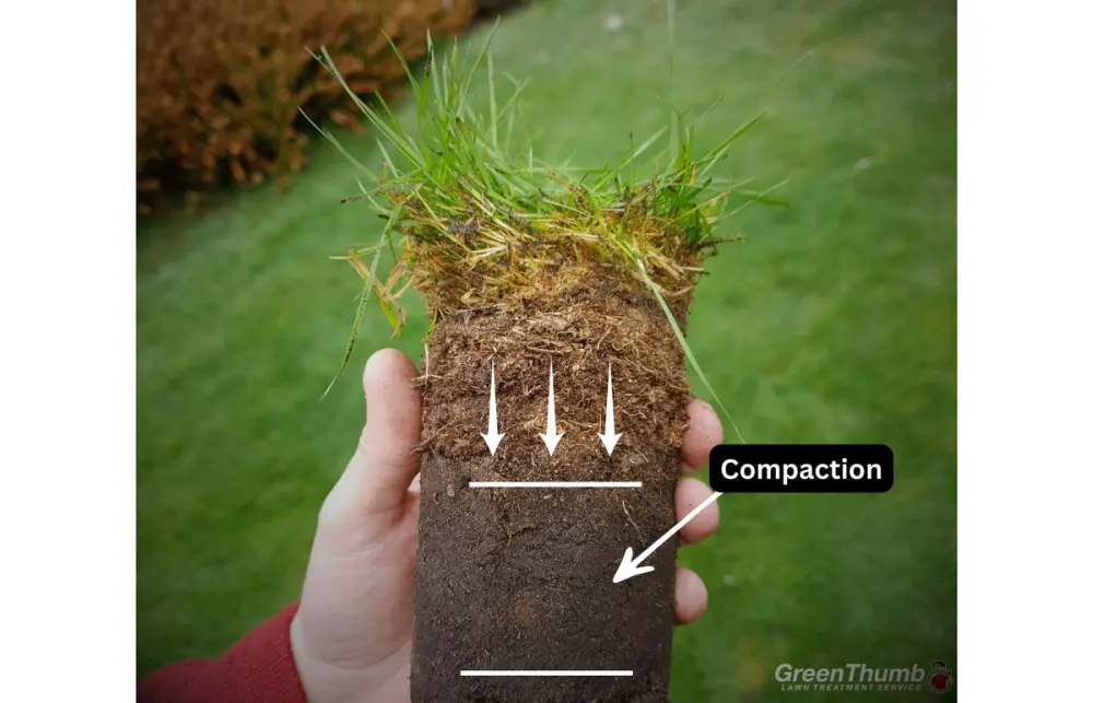 Core sample showing compacted soil layer restricting root growth in a lawn.