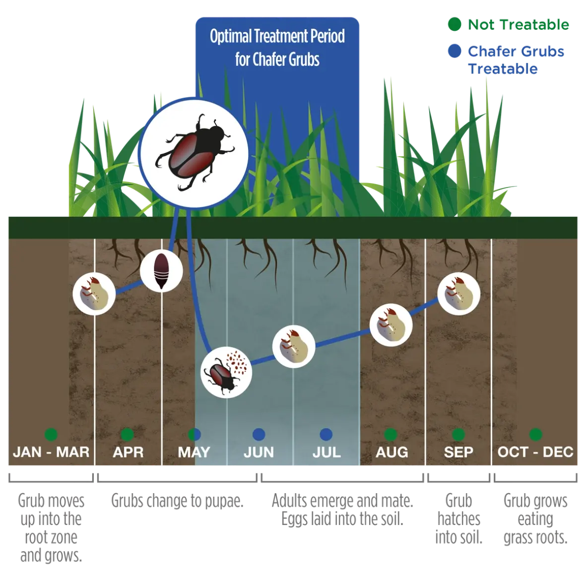 Illustrated lifecycle of chafer grubs showing stages from January to December, with highlighted months when treatment is effective and when chafer grubs are not treatable.