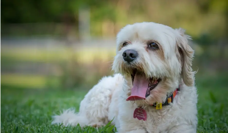 Dog sitting on a lawn with visible brown patches caused by pet urine damage.