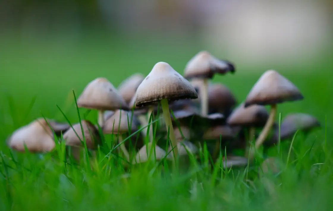 Small mushrooms and toadstools growing on a moist, shaded lawn area