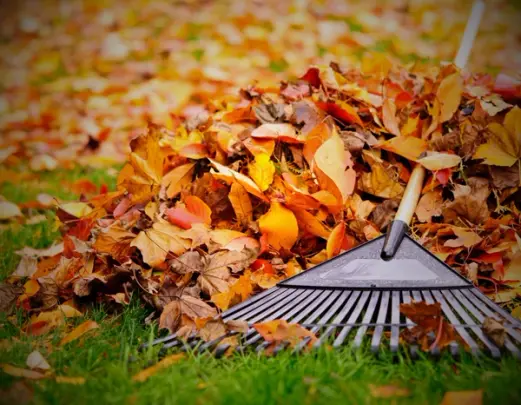 Fallen autumn leaves scattered across a lush green lawn, awaiting removal to prevent lawn damage