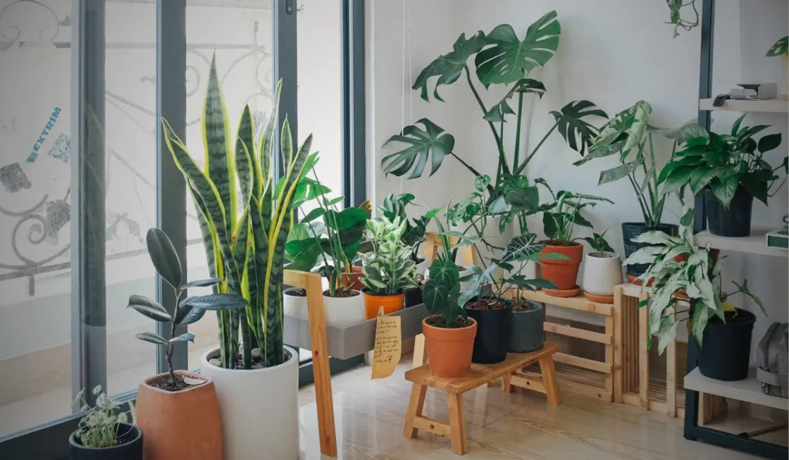 A collection of vibrant house plants adding greenery and freshness to an indoor space