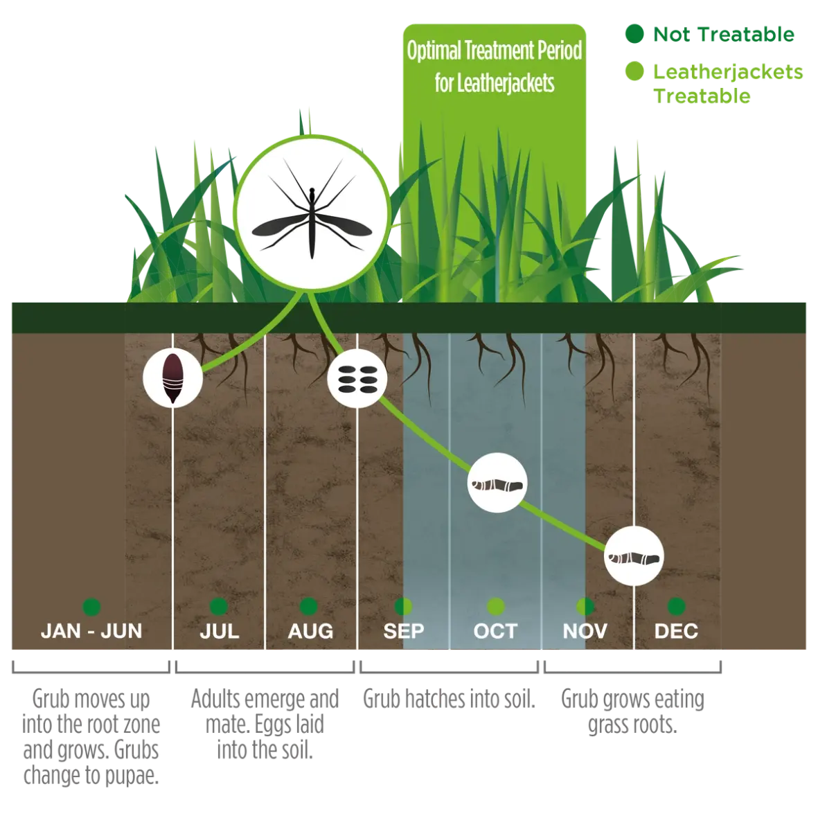 Illustrated lifecycle of leatherjackets showing development stages from January to December, with highlighted months showing when leatherjackets are treatable and not treatable.