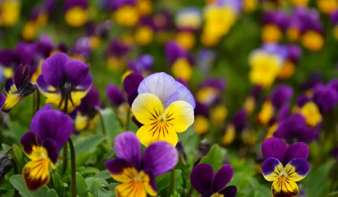 Winter-flowering violas in full bloom, adding colour to a garden during the colder months.