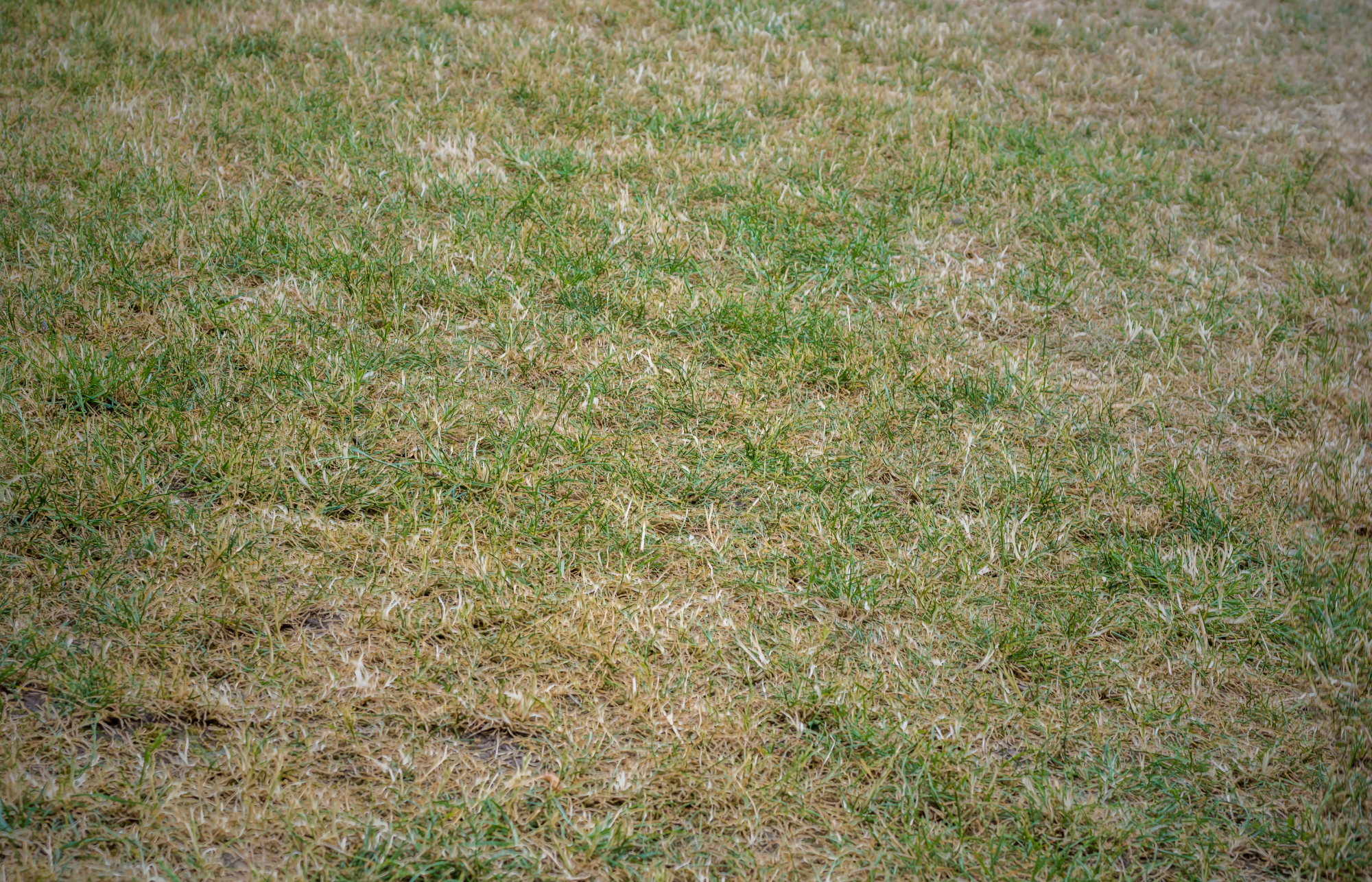 Close-up of dry, patchy grass indicating a lawn in need of water.