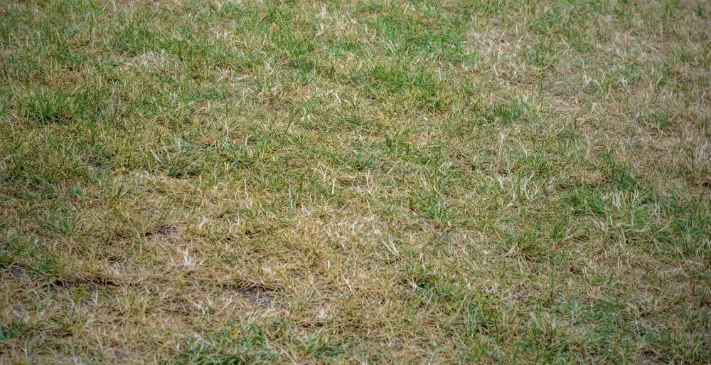 Close-up of dry, patchy grass indicating a lawn in need of water.