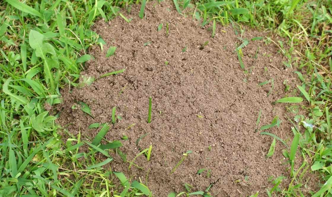Worm casts on lawn surface, showing common signs of worm activity and soil disturbance in grass.