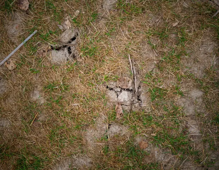 Close-up of cracked, dry soil with brown, dehydrated grass indicating lack of moisture.