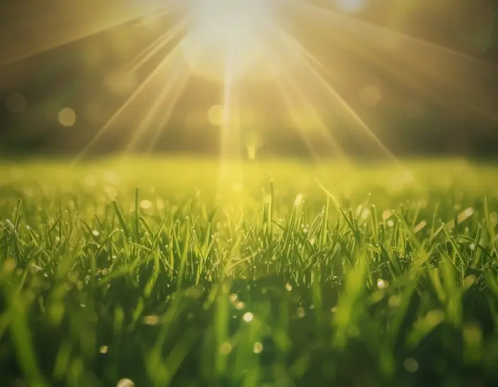 Person watering lawn in early morning sunlight for optimal moisture retention.