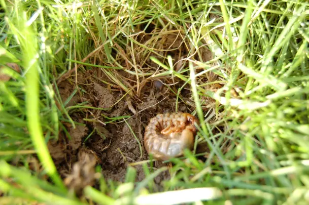 Chafer grub in lawn soil, showing common lawn pest that can cause grass damage and thinning.