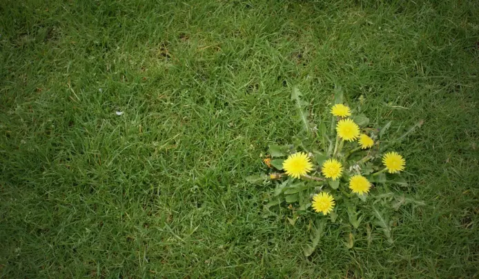 Dandelion weed growing in a lawn, representing common lawn weeds in UK gardens.