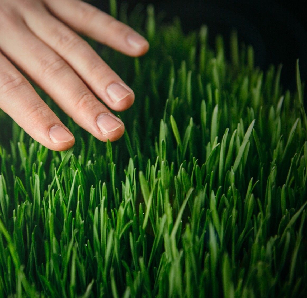 Close-up of a hand gently touching lush, healthy grass—showcasing the thick, vibrant results of overseeding and top dressing treatments.