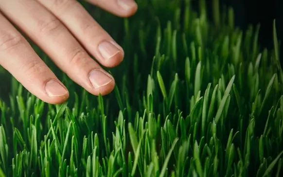 Close-up of a hand gently touching lush, healthy grass—showcasing the thick, vibrant results of overseeding and top dressing treatments.