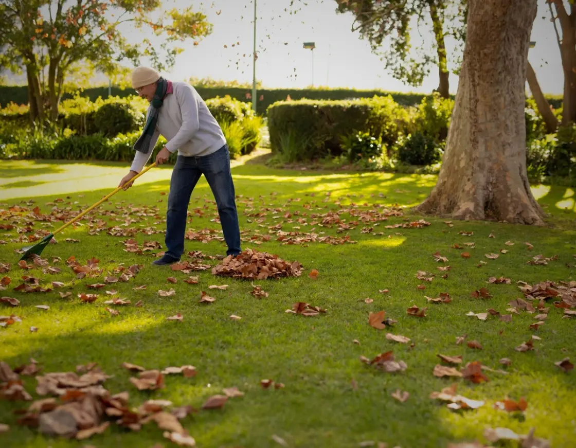 Person raking fallen leaves off a lawn during winter to prevent grass damage