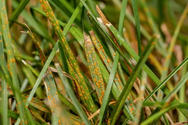 Close-up of lawn grass showing signs of leaf spot disease