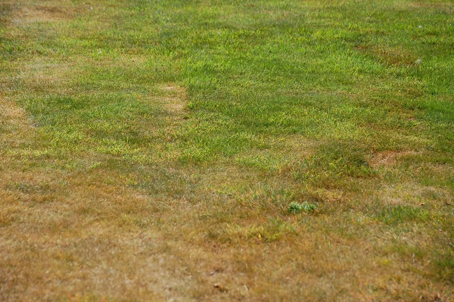 struggling lawn with dry patches
