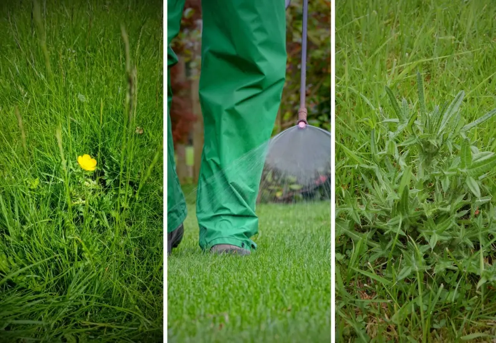 Close-up of buttercup weed, herbicide spray being applied, and a thistle weed growing in grass.