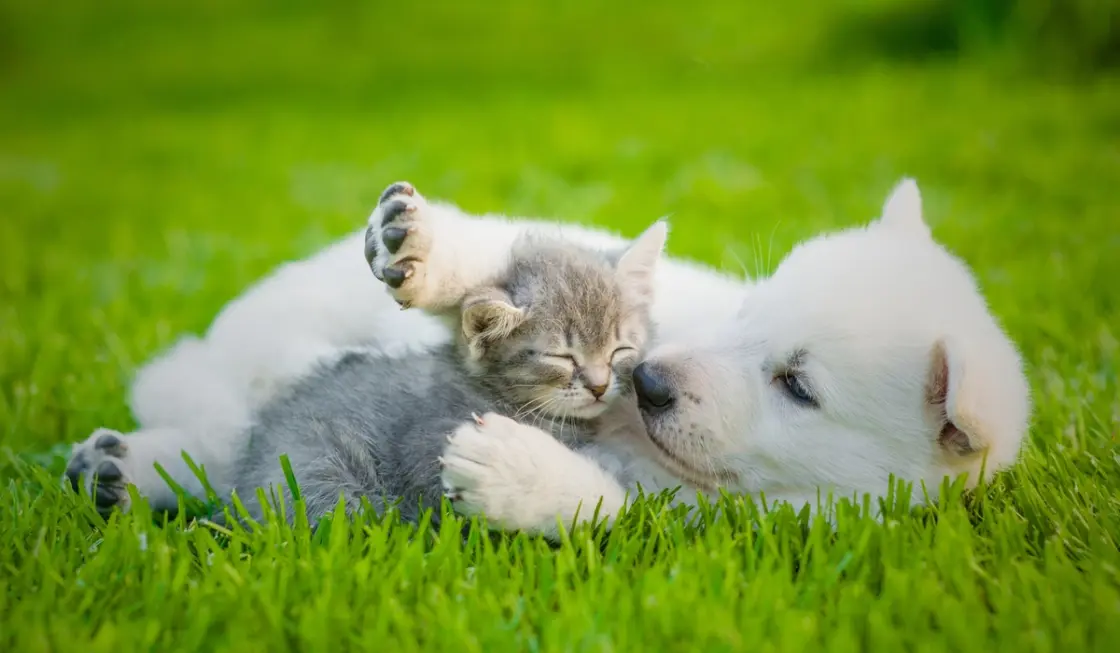 Puppy and kitten sitting together on a green lawn, highlighting a pet-friendly and well-kept garden.