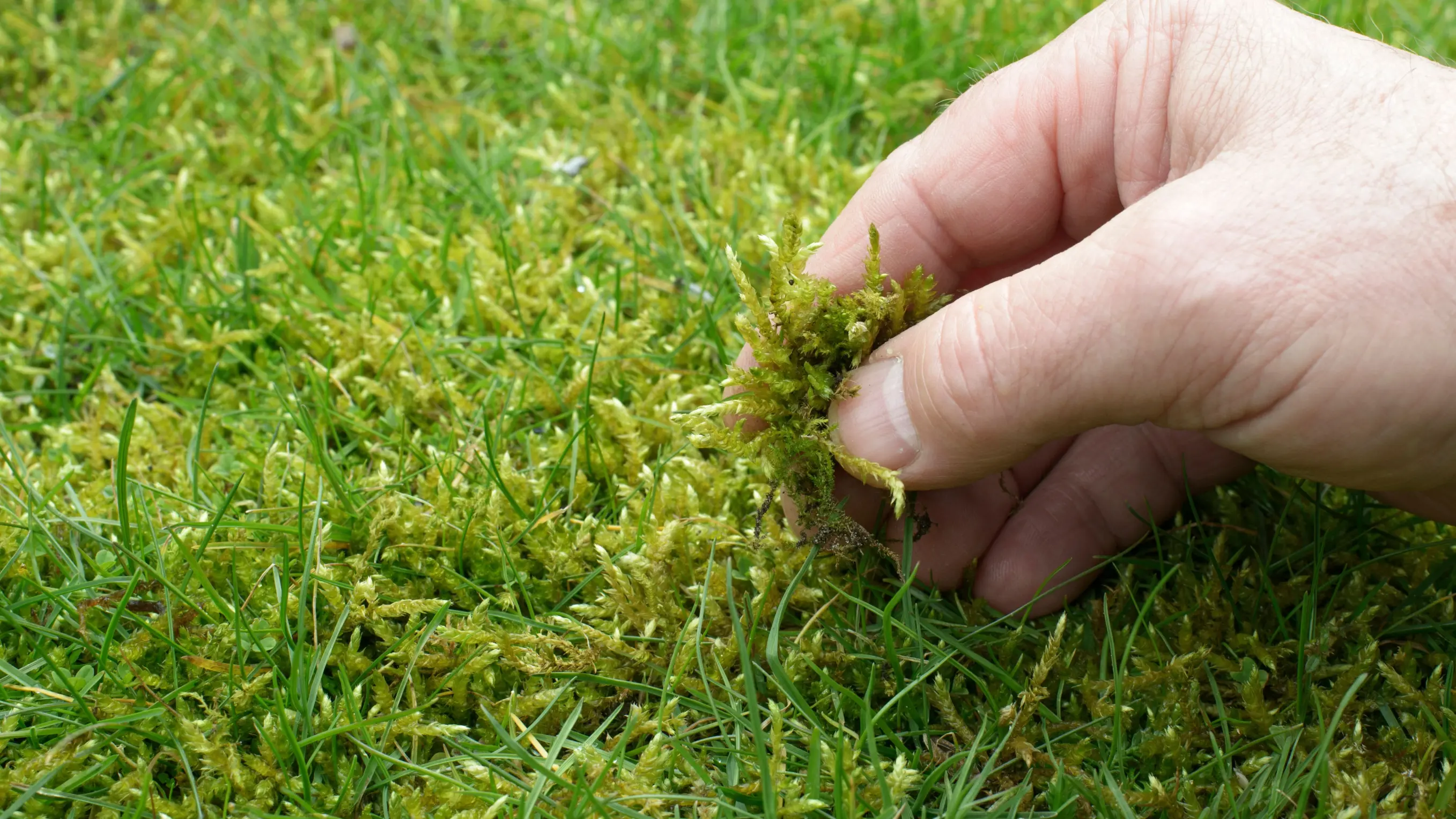 close up of a hand pulling moss out of the lawn
