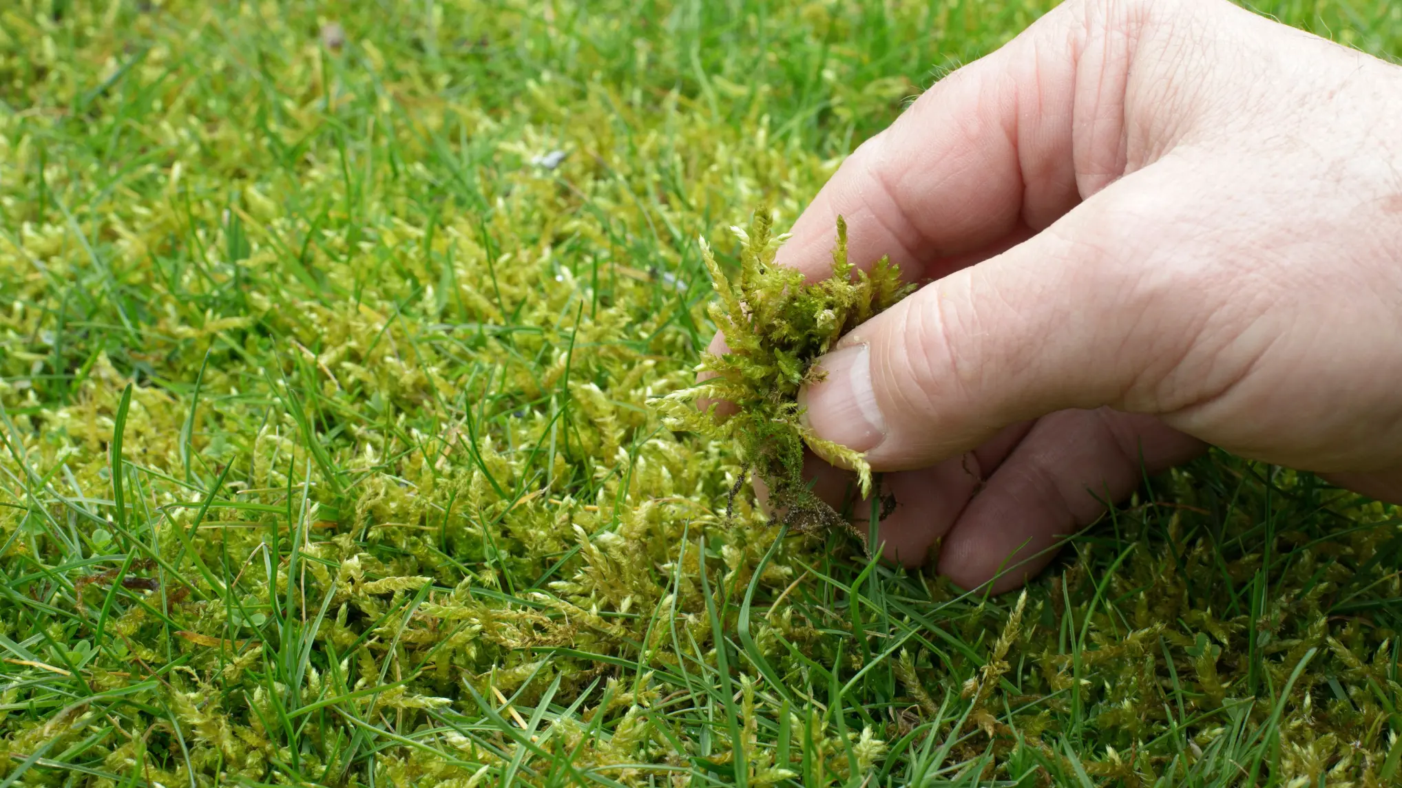 Moss biology