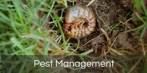 Pest Management