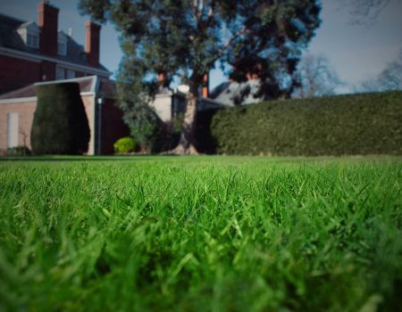 Close-up view of healthy green grass in a well-maintained lawn, with a red-brick house, tall hedges, and large tree in the background.