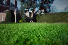 Close-up view of healthy green grass in a well-maintained lawn, with a red-brick house, tall hedges, and large tree in the background.