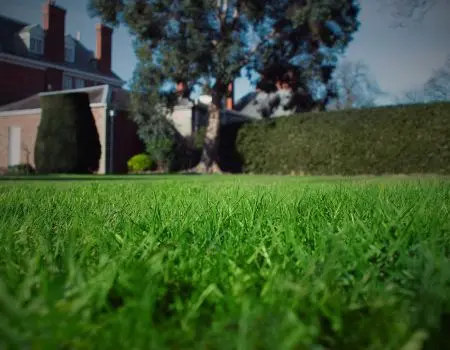 Healthy, vibrant green lawn maintained by GreenThumb, showcasing well-kept grass